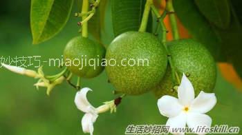 带人认识十种有毒的植物