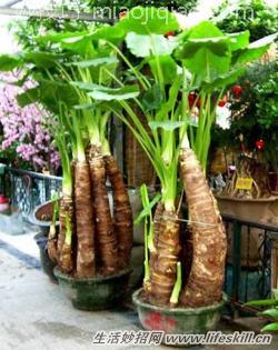 有毒的植物能不能在家养?