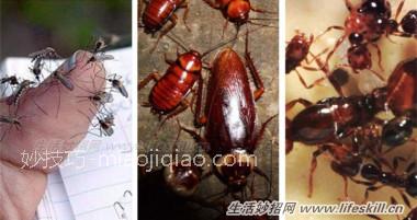 蚂蚁、蚊子、蟑螂都怕啥?