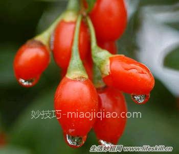 枸杞和红枣泡水喝 养肝明目润肺滋阴